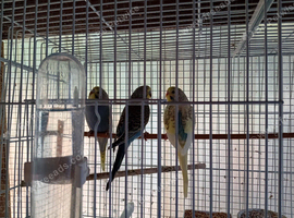 Baby budgies