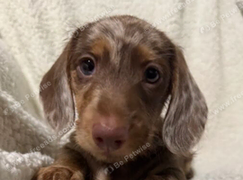 Miniature Dachshund