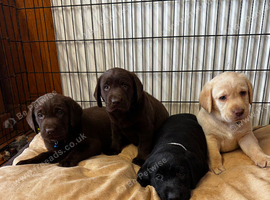 Labrador puppies