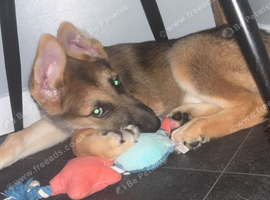 Female German x Husky Puppy