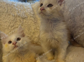 3 beautiful Maine coon boys