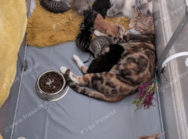 Ragdoll/ Bengal female 'Tabitha'