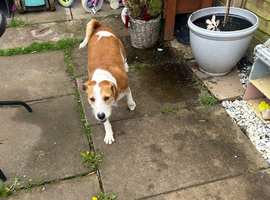 Jack Russell cross beagle needs new home