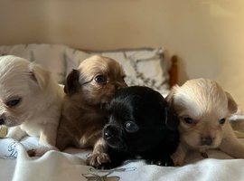 Stunning Long-Haired Apple Head Chihuahua Puppies Ready Soon