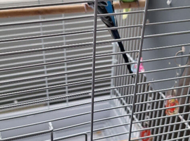 Budgies