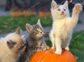 Half Ragdoll Kittens - Mother Ragdoll - East London