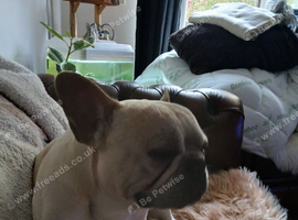 Frenchie