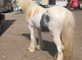 2/3 year old cob gelding