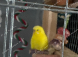 Budgies