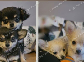Beautiful Long-Haired Chihuahua Puppies ️ KC Registered - 3 Girls & 1 Boy