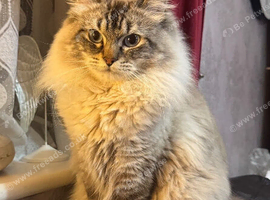 Male Ragdoll Cat for Sale