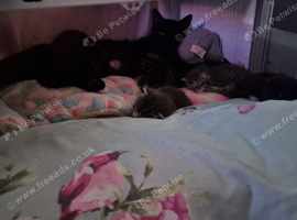 Kittens