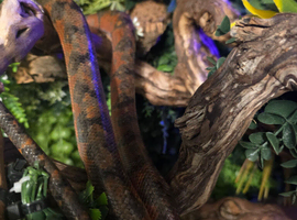 Amazon tree boa