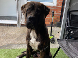 Male Presa Canario