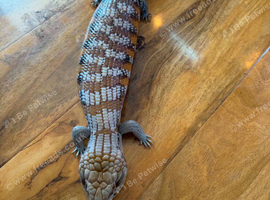 Large male nothan blue tunge
