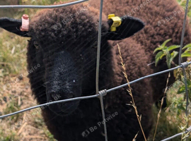 Twin wether lambs for sale