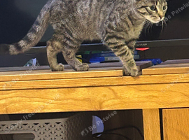 Kitten