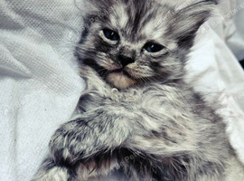 Ragdoll x Chinchilla kittens