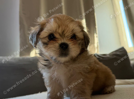 2 gorgeous Shih Tzu boys left