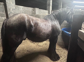 To make 15.2hh 4 year old heavy cob gelding