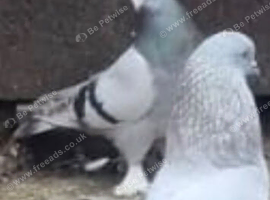 Turkish takla