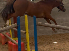 6 year old Welsh sec b gelding
