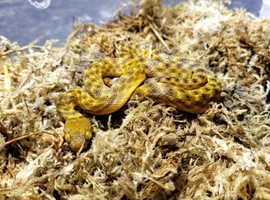 Madagascan Cat Eyed Snake (Gold Phase) at Birmingham Reptiles