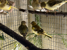 BEAUTIFUL FIFE CANARIES ALL MIXED COLOURS AVAILABLE