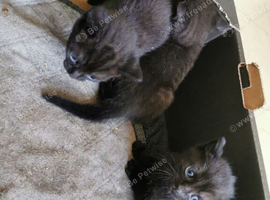4 girls and 1 boy bluey grey mix