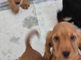 Cocker spaniel puppies