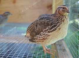 Jumbo Coturnix Japanese Quails