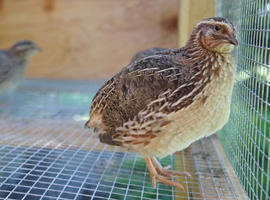 Large Male jumbo quail