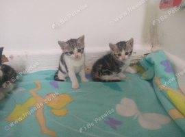 Kittens for sale