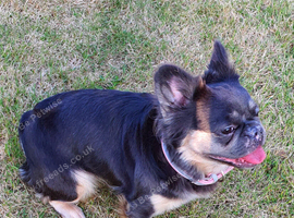 Fully French bulldog for sale