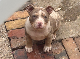 Lilac tri Merle female