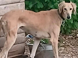 4 month old microchipped quality lurcher pup