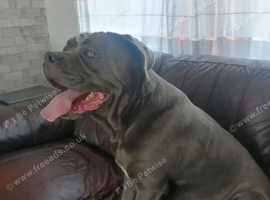 Cane corso female