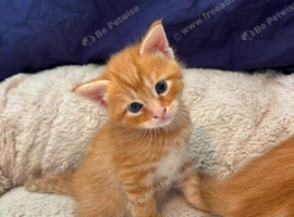 Gorgeous Maine Coon Kittens