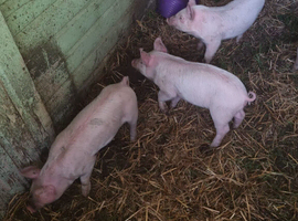 3 piglets for new homes