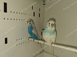 Breeding pair budgies