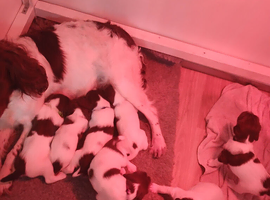 Working ,KC reg ,liver and white pups