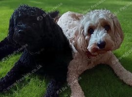 Cavapoo x cockapoo 7 gorgeous pups looking for forever home
