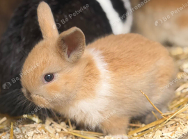 Siamese colour Baby rabbit for sale