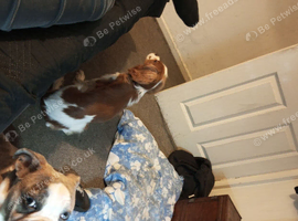 Old English bulldog for sale