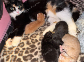 2 kittens for sale