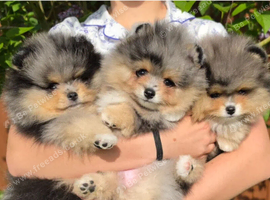 Adorable Pomeranian Puppies &ndash; 1 Boy & 2 Girls Available
