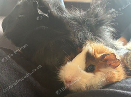 Guinea pigs free to a loving home.