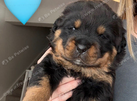Rottweiler Puppies