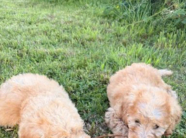 labradoodle puppies ready for new homes
