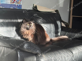 Maine Coon Cat for Sale - &pound;600